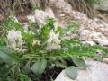 Astragalus depressus